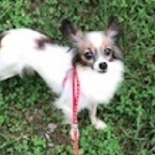 パピヨンのパピコちゃん（交渉中にて一旦募集停止）