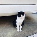 みんなのアイドル猫☆ぶーすか君