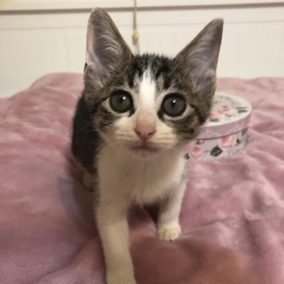 天使の美少女　きじ柄　靴下あんよの　ふたばちゃん