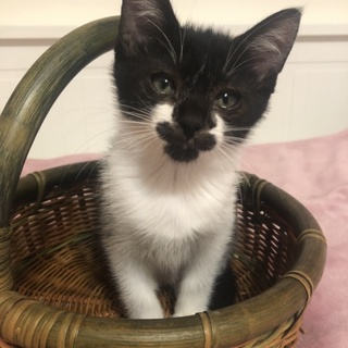 超個性的、超ユニーク　ロックなイケメン よつばくん