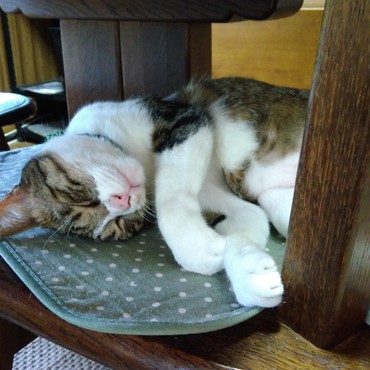 今季初のストーブの前