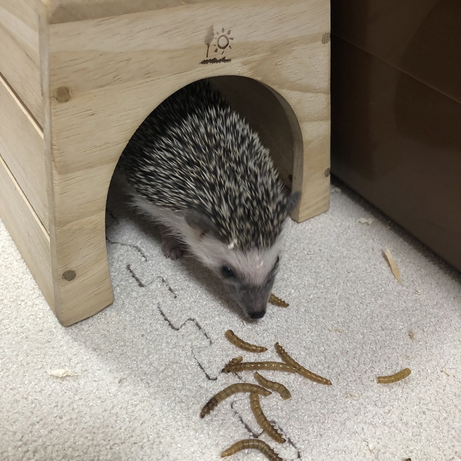 光太郎のカバー写真