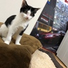 白黒ハチワレ