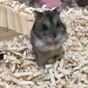 ぽんすけぽん