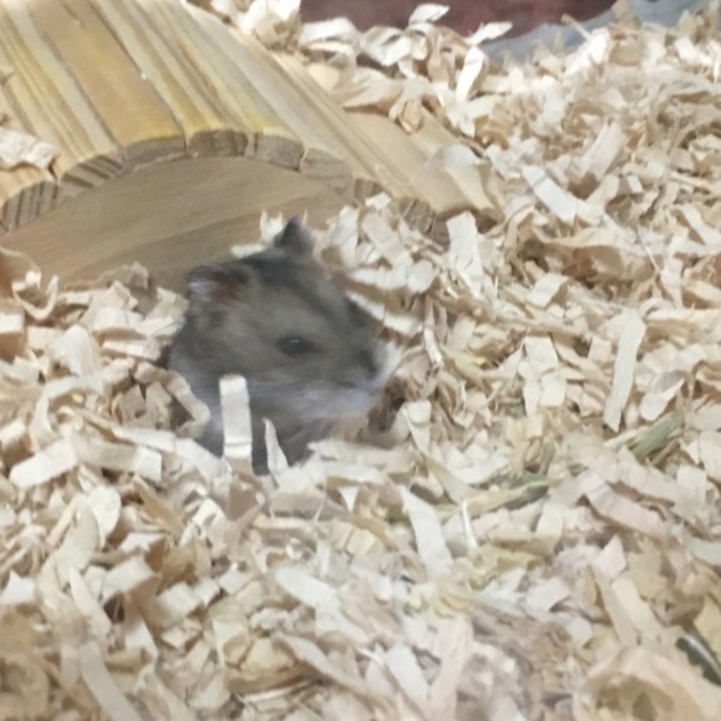 ぽんすけぽんのカバー写真