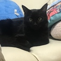 黒猫ちゃん　綺麗な黒　メス