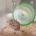 ハムスター里親募集