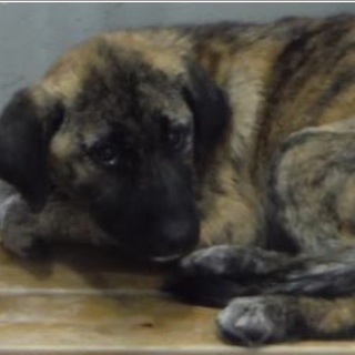 団体様より引き出し。成犬♀茶黒 249