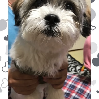 里親になってあげて下さい^_^