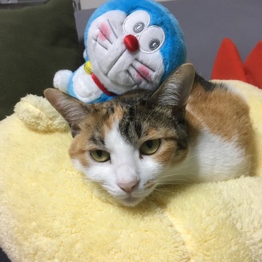 ドラえもんとももちゃん