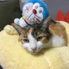 ドラえもんとももちゃん