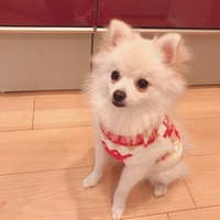 ぽてち