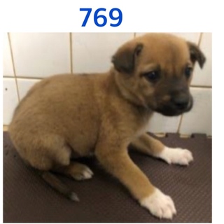 5匹兄弟の子犬たちです☆