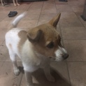 子犬の里親募集！