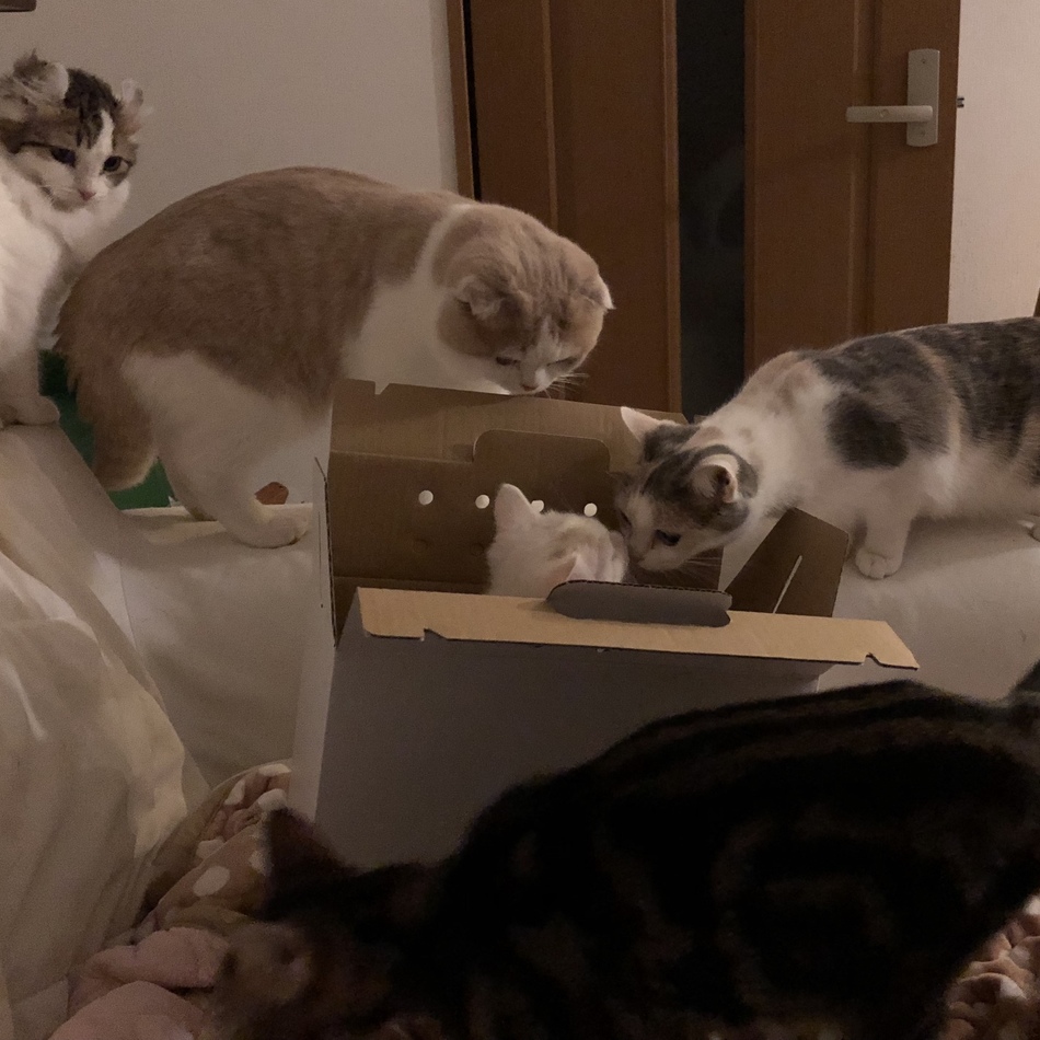 ひこにゃんのカバー写真