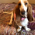 バセットハウンド里親募集