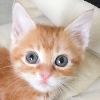 とっても可愛い茶トラ男子☆すぐる君