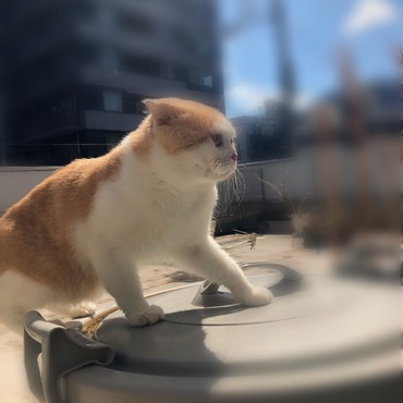 ひこにゃんの写真