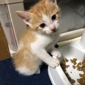 生後１ヶ月の子猫