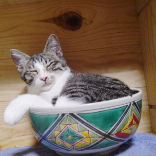 ピカチュウしっぽのスカーレット2.5kg