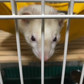 フェレット8ヶ月の男の子