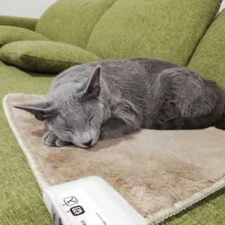 ロシアンブルー♂2歳