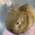 子うさぎの里親募集します。