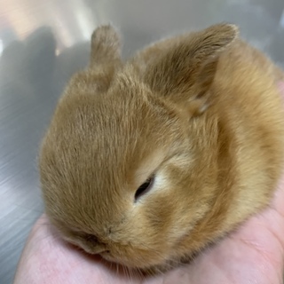 子うさぎの里親募集します。