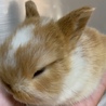 子うさぎの里親募集します。 サムネイル2