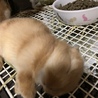 子うさぎの里親募集します。 サムネイル3