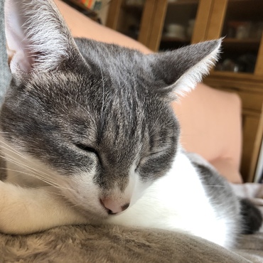 左胸の上限定で乗ってくれるようになった若葉ちゃん☆心臓の鼓動が心地よい…とか…？(*´ー｀*)♪