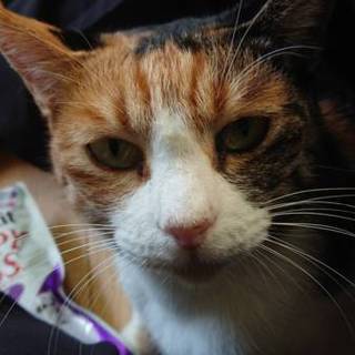 穏やかな みこちゃん❣️