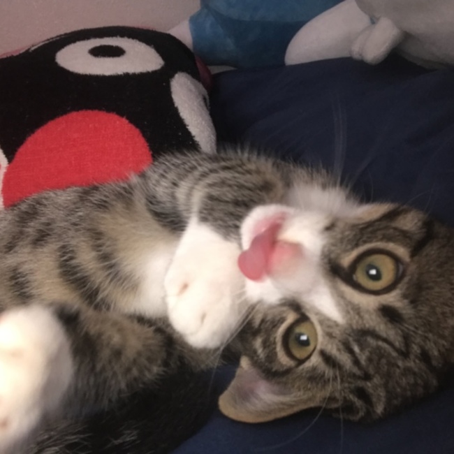 みずゆーにゃのカバー写真