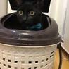 この前の海ちゃんと比べると大きさ結構ちがうんだね〜