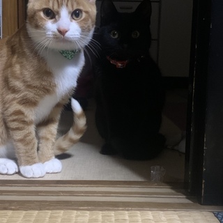 茶トラ 元野良猫。不妊手術 ワクチン 済