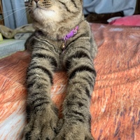 つぶみ