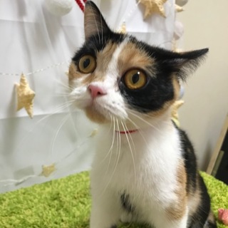 ひかりちゃん　推定2才