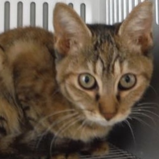 団体様より引出し。成猫 ♀251
