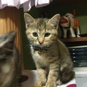 2匹の子猫ちゃんの里親さんを募集します。