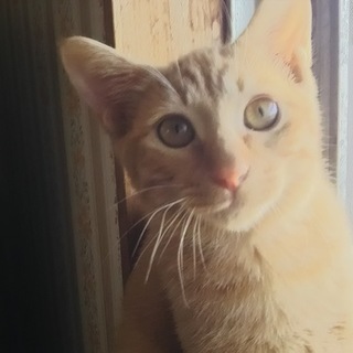 ちょっとビビリな茶トラの男の子