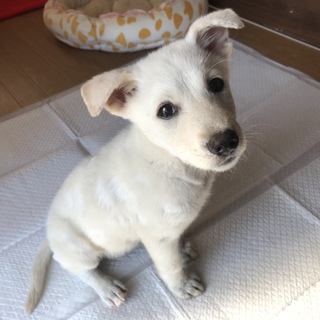 里親決定しました。