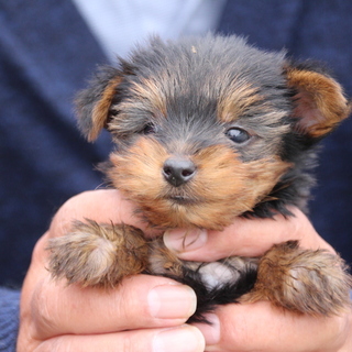 ヨーキーの子犬 