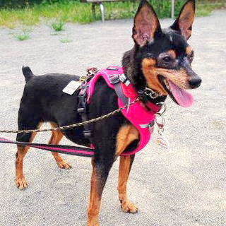 シニアでも元気一杯、甘えん坊のミニピンあや子