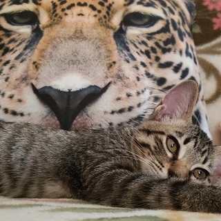 元気なキジトラです。