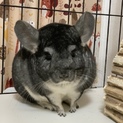 応募多数のため終了します