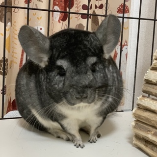 応募多数のため終了します