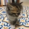 じんだいこいずみ