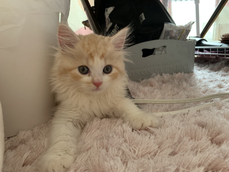 きなこ