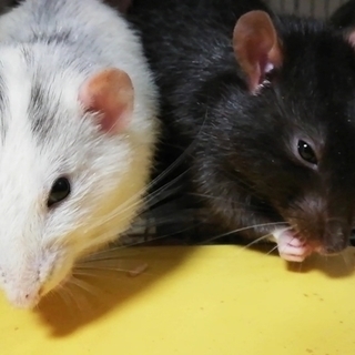 ファンシーラット兄弟２匹