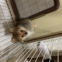 みみ